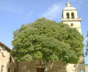 rall2007_algaidaranda2.JPG, 77 KB